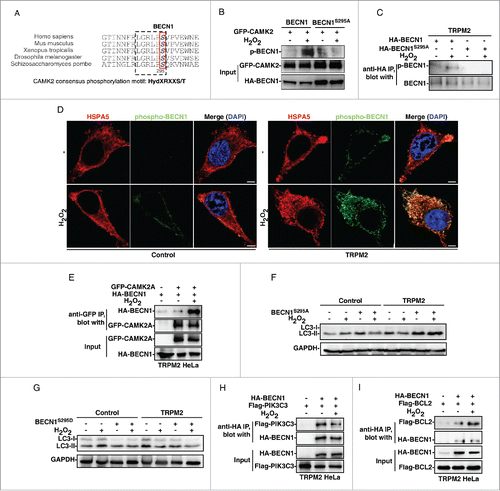 Figure 6. Oxidative stress activates CAMK2 to phosphorylate BECN1 resulting in autophagy inhibition. (A) BECN1 contains a highly conserved CAMK2 consensus phosphorylation site, Ser295. (B) GFP-CAMK2A, immuno-purified from TRPM2-expressing HeLa cells treated with H2O2, directly phosphorylated BECN1, not BECN1S295A, in vitro. (C) H2O2 (75 μM) induced the phosphorylation of BECN1 on Ser295 as shown by the immunoblot analysis using a phospho-specific antibody against Ser295 of BECN1. (D) Ser295 in BECN1 was phosphorylated upon H2O2 (75 μM) treatment in TRPM2-expressing cells as shown by the immunofluorescent staining analysis with a phospho-specific antibody against BECN1 (Ser295), which was also colocalized with HSPA5. Scale bar: 5 μm. (E) H2O2 (75 μM) induced the binding between BECN1 and CAMK2 in TRPM2-expressing HeLa cells. (F) and (G) Expression of the BECN1S295A mutant rescued the H2O2 (75 μM)-mediated decrease in LC3-II in TRPM2-expressing HeLa cells (F), while expression of the BECN1S295D mutant inhibited the H2O2-induced increase in LC3-II in control HeLa cells (G). (H) and (I) H2O2 (75 μM) inhibited binding between BECN1 and PIK3C3 (G) but induced binding between BECN1 and BCL2 (H) in TRPM2-expressing HeLa cells.