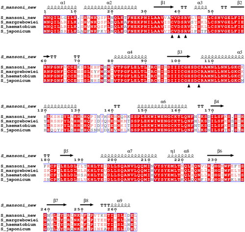 Figure 2. Comparison of the β-CA protein sequence of this study (S_mansoni_new) by sequence alignment to homologs from three other Schistosoma species. The conserved residues of the catalytic-site motifs, CXDXR and HXXC, are indicated with black triangles (C: Cys, D: Asp, H: His, R: Arg, X: any residue). Columns with fully conserved residues are shown as red with white letters. Boxed columns denote positions in which at least 75 % of residues are of a similar type, consisting of a total of 244 aa (91.7 %), of which 175 aa are totally conserved (65.8 %). The top line indicates the secondary structures of the AlphaFold model for S. mansoni β-CA. α: α-helices; β: β-strands; η: 310-helices; T: turns.
