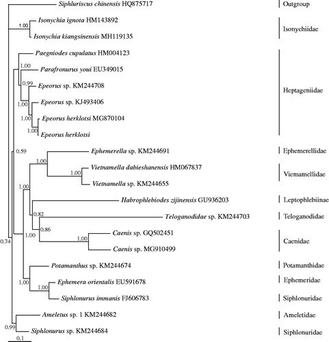 Figure 1. Phylogenetic tree of the relationships among 21 species of Ephemeroptera, including Epeorus herklotsi from Longquan, Zhejiang province, China based on the nucleotide dataset of the 13 mitochondrial protein-coding genes. The Bayesian posterior probability values are indicated above nodes. The GenBank numbers of all species are shown in the figure.