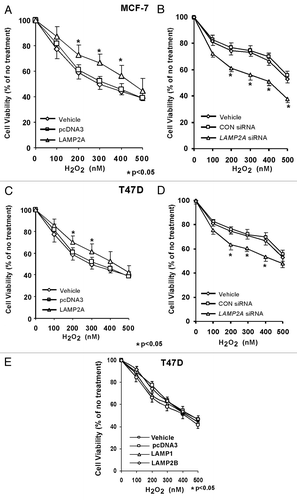 Figure 4. LAMP2A overexpression stimulates breast cancer cell survival during oxidative stress. Proliferating MCF-7 (A and B) and T47D (C and D) cells were either transfected with LAMP2A, or empty pcDNA3 vector for 48 h (A and C), as well as transfected with LAMP2A siRNA or control siRNA for 72 h (B and D). (E) demonstrates T47D cells overexpressed with LAMP1 and LAMP2B. Treatment with H2O2 was performed in the final 24 h of incubation and cell survival assay was performed as described under methods. Cell viability values are means + SEM of three independent experiments and are normalized to the control (vehicle only) treatment. Significant induction in survival due to LAMP2A and reduction due to LAMP2A siRNA are indicated by an asterisk (*p < 0.05, ANOVA; Tukey test).