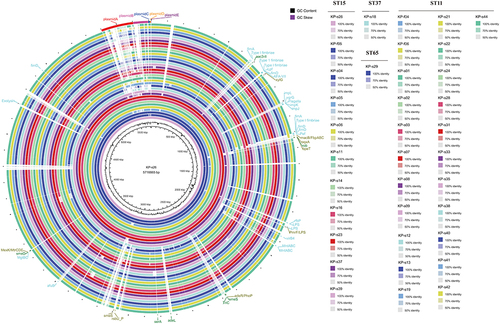 Figure 2 Comparative genomic circle map of 36 strains of Klebsiella pneumoniae. Taking KP-s26 as the reference genome, the remaining 35 Klebsiella pneumoniae were compared with KP-s26 for circle map.In the legend different colors represent different strains, black is GC content, green is GC offset of the leading chain, and purple is GC offset of lagging chain.Mark the missing genes on the circle map.