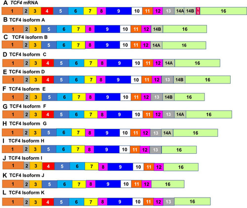 Figure 5 Alternately spliced isoforms of Transcription Factor 4. (A) Tcf4 mRNA is alternately spliced to give rise to multiple variants. The expression of 16 isoforms of TCF4 varies in different forms of cancer. Only11 isoforms (B–L) have been isolated from ESCC. These isoforms differ most widely in the inclusion of exon 4 (A–C, F, H, I and K), the exclusion of exon 13 (B–D, J and K) and the region encoded by exons 14~16.