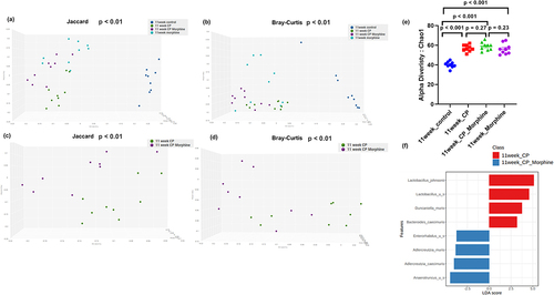 Figure 5. Diversity and composition analysis of fecal microbiome samples. Samples are grouped by 11-week control (n = 9), 11-week CP (n = 9), 11-week CP + morphine (n = 9), and 11-week morphine (n = 9). (a) PCoA plot of Jaccard distance (metrics of β -diversity) in all groups. P-value < .01 between any two groups. (b) PCoA plot of Bray-Curtis distance (metrics of β -diversity) in all groups. P-value < .01 between any two groups. (c) PCoA plot of Jaccard distance (metrics of β -diversity) in 11-week CP and 11-week CP + morphine. P-value < .01 between 11-week CP and 11-week CP + morphine. (d) PCoA plot of Bray-Curtis distance (metrics of β -diversity) in 1- week CP and 11-week CP + morphine. P-value < .01 between 11-week CP and 11-week CP + morphine. (e) Chao11 index (metrics of α-diversity). Error bars represent SEM. P-value < .001 between 11-week control and 11-week CP, 11-week CP + morphine, or 11-week morphine. P-value > .05 between 11-week CP, 11-week CP + morphine, and 11-week morphine. (f) LefSeSe (linear discriminant analysis effect size) analysis of top discriminative bacteria species between 11-week CP and 11-week CP + morphine. LDA threshold > 2. “u s” is short for “unidentified species”.