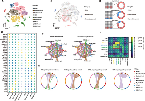 Figure 1 scRNA-seq profiling of the tumor ecosystem in primary HCC. (A) T-distributed stochastic neighbor embedding (t-SNE) plot showing the annotation and color codes for cell types in the HCC ecosystem. (B) The expression of marker genes in the indicated cell types. (C) The relationship between cells and the prognosis of HCC patients. Red represents poor survival, blue represents favorable survival, and gray is meaningless. (D) The proportions of prognosis-related cells in myeloid cell, malignant cell and CD8+ T-cell types. (E) The regulatory network between various groups of cells in the HCC tumor microenvironment based on the receptor ligand exchange mode. The connecting line between cell groups represents the regulatory relationship between the two cells, and the thickness of the line represents the number of receptor ligand pairs (left) and interaction intensity (right). (F) The number and intensity of regulation between receptor‒ligand pairs among cell groups. (G) The regulatory relationship of a specific signaling pathway between cell groups.