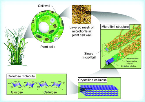 Figure 1.  Structural organization of cellulose from individual molecules to crystal, microfibrils, plant cell walls and finally whole plants.Reproduced from Citation[106].