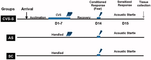 Figure 1. Schematic representation of experimental layout and groups. Following acclimation, rats were assigned to CVS-S, AS and SC cohorts (n = 14/group). CVS-S rats were exposed to variable stressors for 7 days (D1–7) while AS and SC cohorts were handled. On the final day of CVS, rats in the CVS-S and AS groups were administered three electric shocks (1 mA, 1 s). Rats recovered for 7 days. Behavioral testing for conditioned fear and response to a single reminder shock was performed on D14. On D15 all groups were assessed for acoustic startle as a measure for sensitized behavioral response to an acute auditory stimulus. Brains were collected for FosB/ΔFosB-like immunoreactivity and neuropeptide Y (NPY) ELISA (CVS-S = chronic variable stress-shock, AS = acute shock, SC = shock control).