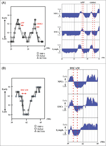 Figure 2. DNA replication timing for genomic regions in and around the large genes APP and GRIK1 (A) and DSCAM (B) in THP-1, Jurkat and HCT116 cells, and in NPCs, ESCs and lymphoblastoid cells. Replication timing in THP-1, Jurkat and HCT116 cells were determined as described in the “Materials and Methods.” The “x” axis of each graph indicates the genomic position of the gene as given by the Ensembl Genome Brower (www.ensembl.org/). The position and the range of each gene are indicated by the red arrows. The PCR primer sets used in the present study and the replication timings are listed in Supplemental Table 1. Replication timings in NPCs, ESCs and lymphoblastoid cells were obtained by analysis of information held on ReplicationDomain (http://www.replication-domain.com). The “y” axis on each graph indicates the estimated numerical value for DNA replication timing obtained from ReplicationDomain. The value “0” indicates medium replication timing. The upper horizontal line and the bottom horizontal line of each graph indicate the value of 2.4 (very early replication timing) and -2.4 (very late replication timing), respectively. The “x” axis of each graph indicates the genomic position of the gene, which was obtained from ReplicationDomain. The position and range of each gene in NPCs, ESCs and lymphoblastoid cells are indicated by the dotted red lines. “Lymph.” indicates lymphoblastoid cells.