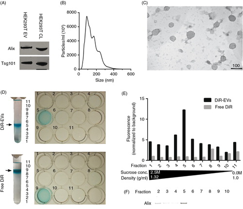 Fig. 1.  DiR labelling does not affect EV morphology and co-localizes with EVs. (A) Western Blot (WB) stained for Alix and Tsg101 on HEK293T purified, DiR-labelled EVs and cell lysate (CL) (whole WB-membrane shown in Supplementary Fig. 1A). (B) NTA profile of DiR-labelled HEK293T EVs showing an EV-like distribution with a mode size around 100 nm. The curve has been normalized to dilution factors. (C) Electron microscopy picture of DiR-labelled HEK-293T EVs. Scale bar represents 100 nm. (D) Image depicting DiR-EVs and free DiR sucrose gradients in UC tubes and subsequent 12-well plates containing the different fractions. (E) Fluorescent values (normalized to background) of the DiR-EVs and free DiR gradients (assayed from the 12-well plates depicted in 1D). (F) WB stained for Alix for DiR-EVs from fractions 2–10 (whole WB-membrane shown in Supplementary Fig. 1B).