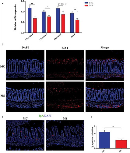 Figure 3. Maternal sucralose intake destroyed tight junction in the colon and decreased IgA in the small intestine of 3-week-old pups. The relative expression of ZO-1, Claudin-1, Claudin-3, and Occludin was shown (a). Detection of ZO-1membrane location by immunostaining (red, 200×), DAPI (blue) counterstains nuclei (b). IgA in the small intestine was presented by immunostaining analysis (green, 200×), and DAPI (blue). IgA positive cells were pointed by arrows (c). IgA positive cells in 100 villi were counted (d). MC, maternal control diet. MS, maternal sucralose intake.MC: n = 7, MS: n = 5. *p < .05, **p < .01.