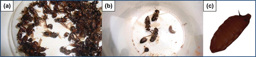 Figure 2. Larvae emerging from Apis (a), larval stage of Megaselia (b), and pupal stage (c).