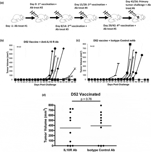 Figure 1. Tumor growth in mice vaccinated with murine D52 (mD52) as a plasmid DNA vaccine and challenged with autochthonous TRAMP-C2 tumor cells. (a) C57Bl/6J mice received four vaccinations with mD52 plasmid DNA i.m. with administration of either anti-IL-10 receptor mAb or isotype antibody i.p. All mice were challenged with 5 × 105 TRAMP-C2 s.c. in the right flank 2 weeks after the final vaccination. Shown are the schedules for two independent experiments Day exp 1/exp 2 (indicated by Day 8/14; Day 15/28; Day 29/42; tumor challenge Day 43/56). (b) Tumor growth in mice vaccinated four times, injected i.p. with anti-IL-10R mAb and challenged with TRAMP-C2 tumor cells. Each graph line represents an individual mouse. (c) Tumor growth in mice vaccinated four times, injected i.p. with isotype control Ab and challenged with TRAMP-C2 tumor cells. Each graph line represents an individual mouse. (d) Comparison of day 98 tumor growth in vaccinated mice treated with anti-IL-10R mAb (IL10R Ab) or isotype control Ab (Isotype Ab). Tumor volume (mm3) was determined by perpendicular measurements (axb2)/2, where b is the smaller of the two measurements. Data are representative of two repeated experiments (N = 10). Significance was determined using a paired t-test (p < .05).