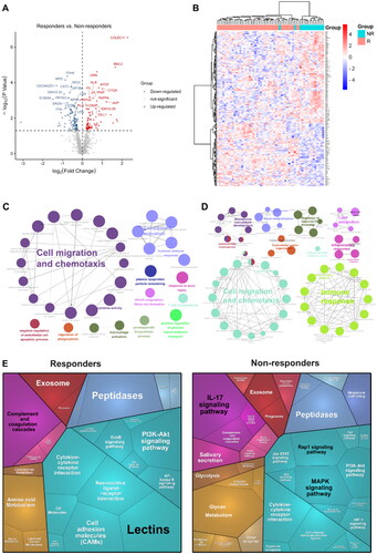 Figure 3. Proteomic analysis predicts differential response to topical sequential therapy. (A) Identification of DEPs between responder and non-responder group at baseline using volcano plot analysis. The p-value indicated on the graph is 0.05. Upregulated and downregulated proteins are indicated in red and blue dots. (B) Classification of responder and non-responder groups based on differentially expressed proteins (DEPs) and unbiased clustering analysis. (C) and (D) are functional analysis of upregulated and downregulated DEPs identified by text mining using Cytoscape and ClueGO, respectively. A p-value < 0.05 was used for biological process selection. (E) Functional categories higher in responders (left) and non-responders (right), as illustrated by using Proteomaps. Each polygon corresponds to a single KEGG pathway, and the size correlates with the ratio between the groups.