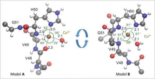 Figure 1. The H50 residue is key for anchoring Cu2+ binding to aSyn. Quantum Mechanics / Molecular Mechanics (QM/MM) simulationsCitation21 (21) were performed to test the stability of all the possible coordination geometries of Cu2+ at H50 site, fitting available experimental evidences.Citation14,17,20 Models A and B results to be the most plausible. The Cu2+ ion binds to H50 side chain in both of them. The 3 additional ligands are the H50 amide group, a water molecule, and either V48 carbonyl O (model A) or V49 deprotonated amide (model B). All of the coordination bonds exhibited relatively small fluctuations around their average values, except for the Cu2+ -V48 carbonyl and Cu2+ -V49 amide. This suggests an interconversion between the 2 forms. Residues and water molecules are shown in ball-and-stick representation: red, blue, gray and white for oxygen, nitrogen, carbon and hydrogen, respectively. Cu2+ is shown as a golden ball.