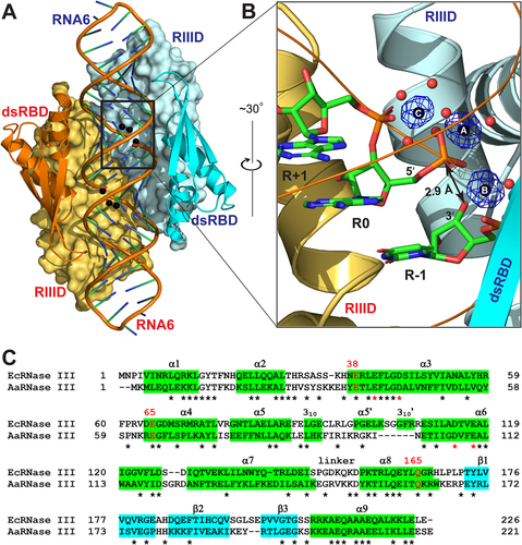 Figure 2. Crystal Structure of the EcEEQ:RNA6 Complex. (a) The two subunits of dimeric EcEEQ are shown in cyan and Orange, respectively. RIIIDs are illustrated as molecular surfaces and dsRBDs as ribbon diagrams (helices as spirals, strands as arrows, and loops as tubes). RNA6 molecules are shown as cartoon models and Mg2+ ions as spheres. (b) The architecture of cleavage site is illustrated with nucleotide residues R-1, R 0 and R+1 (stick models, N in blue, C in green, O in red, and P in Orange), 3 Mg2+ ions (spheres in black), and Mg2+-coordinating water molecules (spheres in red) in one cleavage site assembly. The Fo - Fc omit map (contoured at 6.0 σ, in blue) is shown for the three Mg2+ ions. (c) Sequence alignment of EcRNase III (UniProtKB: P0A7Y0) and AaRNase III (UniProtKB: O67082) based on the crystal structures of EcEEQ:RNA6 (this work) and AaRNase III:RNA9 (PDB: 2NUG). Identical residues are indicated with stars under the sequences. Helices are highlighted in green and strands in cyan. The three mutation sites are highlighted in red with residue numbers of EcRNase III shown above the sequences. Conserved residues are indicated with stars under the sequences and the four catalytic residues are highlighted in red.
