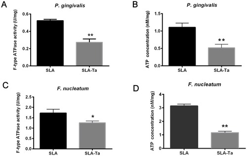 Figure 4 F-type ATP synthase activity of P. gingivalis (A) and F. nucleatum (C) cultured on SLA and SLA-Ta surfaces for 24hrs. ATP levels of P. gingivalis (B) and F. nucleatum (D) cultured on SLA and SLA-Ta surfaces for 24hrs. *P<0.5, significantly different from the control SLA group. **P<0.01, significantly different from the control SLA group.