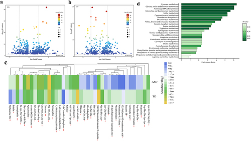 Figure 3. Altered gut metabolites in children with ASD based on the UPLC-MS method (n = 180). (a, b) Volcano plot of the significantly differential gut metabolites in the positive (a) and negative (b) ion modes. The differential metabolites were screened out according to the variable importance in projection (VIP) ≥ 1 and P-value <0.05. Two vertical lines indicate metabolites log2foldchange −1 and 1, respectively, and the horizontal line indicates the P-value of 0.05. The color of the dot represents the P-value levels. (c) Heatmap of the log2-transformed relative abundance of the top 40 significantly differential gut metabolites (fold change ≤ 0.5 or ≥ 2, VIP ≥ 1, and P-value <0.05). * P-value <0.05, ** P-value <0.01, *** P-value <0.001. (d) Horizontal bar charts of KEGG pathways enrichment analyses. The pathways were screened according to the significantly differential metabolites (fold change ≥1.1 or ≤0.9, VIP ≥ 1.25, and P-value <0.05). The bar lengths indicate the enrichment ratio levels of the pathways. The color of the bar represents the P-value levels. ASD, autism spectrum disorder; UPLC-MS, ultra-high-performance liquid chromatography-mass spectrometry.