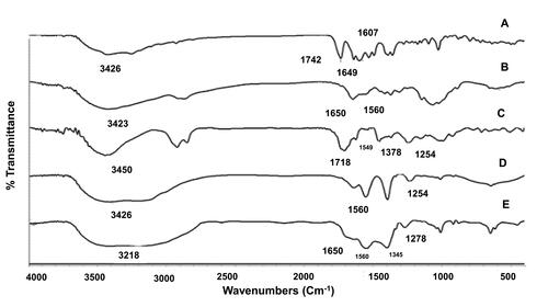 Figure 4 FT-IR spectra of (A) CTX, (B) CH, (C) SH, (D) physical mixture of CH: SH: CTX (2:1:2) and (E) F2-NPs.