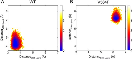 Figure 9. Free energy landscape for the FGFR2-WT (a) and FGFR2-V564F (b). the unit of the free energy landscape is kcal/mol.