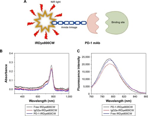 Figure 1 Characterization of PD-1-IRDye800CW. (A) Schematic representation of the PD-1-IRDye800CW fluorescent tracer. (B) UV-Vis-NIR absorbance spectra of the fluorescent tracers and free dye in PBS. (C) Fluorescence spectra of fluorescent tracers and free dye in water. (D) PD-1-IRDye800CW cell binding was monitored by FACS. (a–c) Untreated splenic cells were stained with isotype control IgG, unmodified PD-1, and PD-1-IRDye800CW. (d–f) Splenic cells treated with Con A were incubated with isotype control IgG, unmodified PD-1, and PD-1-IRDye800CW.Abbreviations: Con A, concanavalin A; FACS, fluorescence-activated cell sorting; mAb, monoclonal antibody; UV-Vis-NIR, ultraviolet-visible-near-infrared.