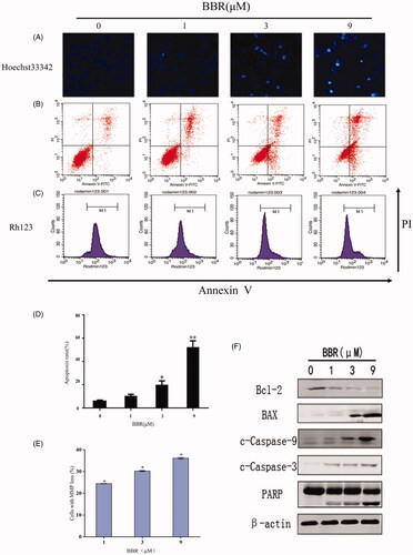 Figure 2. BBR induces cell apoptosis in SW480 cells after 24 h of treatment. (A) Nuclear morphological changes of SW480 cells after 33342 staining. (B) BBR induced apoptosis in SW480 cells. (C) The mitochondrial membrane potential changes of SW480 cells. (D, E) Quantification results of apoptosis and MMP changes in SW480 cells are both expressed as the means ± S.D. for three independent experiments, *p< 0.05, **p< 0.01 vs. untreated control. (F) Western blot analysis of Bcl-2, Bax, c-Caspase-9, c-Caspase-3, PARP in BBR treated SW480 cells.