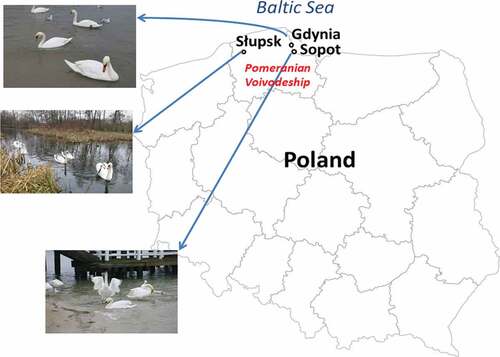 Figure 1. Study areas. Wintering population of the mute swan (Cygnus olor) in Słupsk, Gdynia, and Sopot (northern Poland).