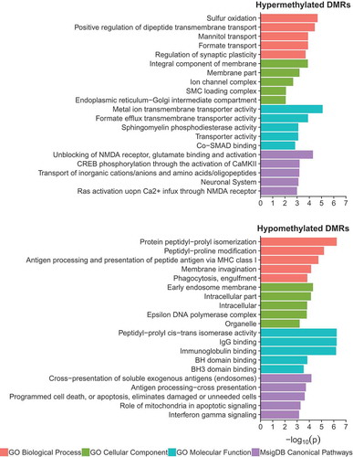 Figure 5. Gene ontology and pathway analysis results for hypermethylated and hypomethylated DS-DMRs relative to background regions.