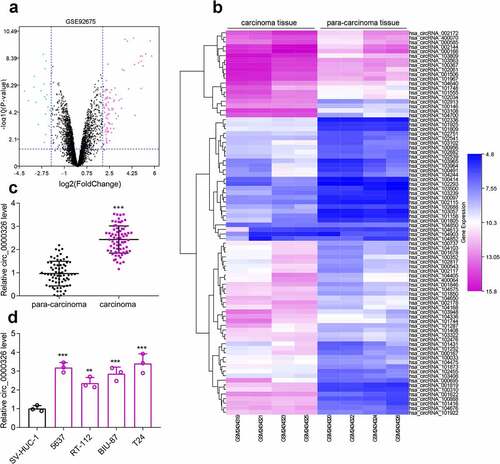 Figure 1. Circ_0000326 expression was significantly up-regulated in BC. (a). The volcano plot of differentially expressed genes (DECs) in GSE92675. The blue and purple dots represented the downregulated DECs and upregulated DECs with statistical significance (log2 |fold change|>2 and P < 0.05), respectively. (b). The heatmap of DECs whose expressions were upregulated in GSE92675.C-D. qRT-PCR showed that circ_0000326 expression was upregulated in BC tissues and cell lines.***P < 0.001