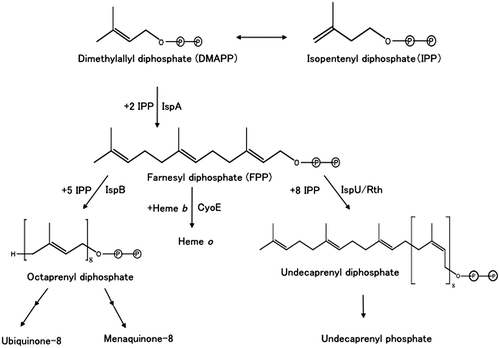 Figure 1. Biosynthesis of isoprenoids in Escherichia coli.