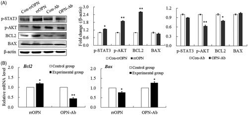 Figure 5. Effect of exogenous OPN on the activation of STAT3 and AKT signaling pathways in BRL-3A cells after treatment with rrOPN for 72 h or OPN-Ab for 48 h. (A) Western blot and corresponding densitometry results showed the expression changes of p-STAT3, p-AKT, BCL2 and BAX proteins. (B) qRT-PCR analyzed the expression changes of Bcl2 and Bax genes. *p < .05, **p < .01 vs respective control group. β-actin was used as a loading control, and the data are shown as mean ± SEM.