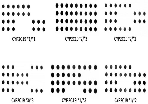 Figure 1. The different genotype distributions on the chips.