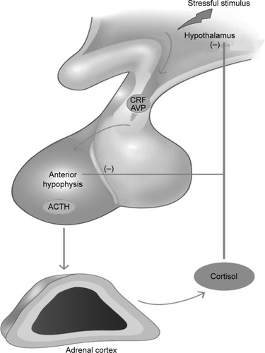 Figure 1 The glucocorticoids are responsible for inhibiting, by negative feedbacks, the secretion of CRF and AVP by the hypothalamus and, therefore, the secretion of ACTH by the pituitary gland.
