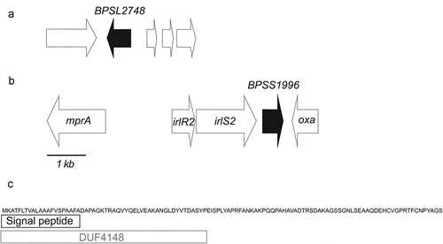 Figure 2. Genomic context of the genes analyzed in this study and the domain organization of BPSS1996. a) B. pseudomallei K96243 chromosome 1 genes BPSL2747-BPSL2751 are shown as arrows and BPSL2748, a gene encoding a putative peroxiredoxin, AhpC-type, is shaded. b) B. pseudomallei K96243 chromosome 2 genes BPSS1993-BPSS1997 are shown as arrows and BPSS1996, a gene encoding a DUF4148 protein, is shaded. BPSS1993 (mprA) encodes metalloprotease A, a serine protease of the subtilisin family [Citation75]. BPSS1994 (irlR2) and BPSS1995 (irlS2) encode a two-component regulatory system and exhibit > 70% nucleotide identity with the B. pseudomallei 1026b invasion-related locus genes irlR and irlS (33). BPSS1997 (oxa) encodes a class D β-lactamase [Citation76]. A 1 kb scale for A) and B) is shown at the bottom of B). Open spaces between the genes represent non-coding intergenic regions. c) Domain organization of the 113 amino acid protein BPSS1996. The N-terminal 53 amino acids of BPSS1996 form a DUF4148 superfamily domain, which includes a 21 amino acid signal peptide [Citation77].** The C-terminal 60 amino acids do not share sequence similarity with any of the currently recognized protein domain families.