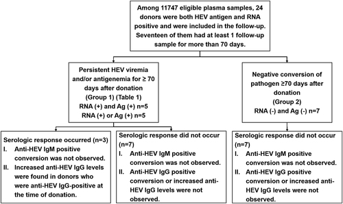 Fig. 1 A schematic of the follow-up data from the 17 blood donors who were positive for both the HEV antigen and RNA (n=17).Among these 17 donors, 10 showed persistent viremia and/or antigenemia for ≥70 days after donation and increased anti-HEV IgG levels were observed in 3 donors. The other 7 donors showed negative conversion of pathogens (with both HEV antigen and RNA becoming negative) without a serologic response. Increasing IgG: increasing anti-HEV IgG level; Ag: HEV antigen