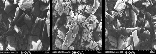 FIGURE 1 SEM images of OVAs. All micrographs were 500× magnified.