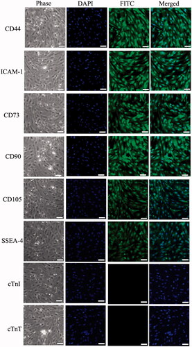 Figure 1. Special gene characteristics of mouse BMMSCs. Immunofluorescence staining results showed that mouse BMMMSCs were positive for the CD44, ICAM-1, CD73, CD90, CD105 and SSEA-4, but negative for myocardium gene, cTnI and cTnT.