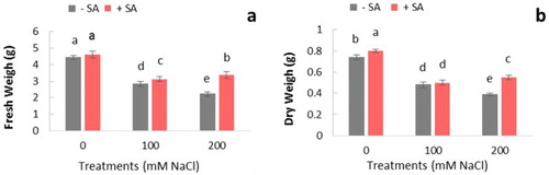 Figure 1. Effects of NaCl (0, 100, and 200 mM) and SA on growth parameters at 21 days after treatments in C. tinctorius L. The groups are −SA (plants with no SA treatment), +SA (plants sprayed with 1 mM sodium salicylate three times a week for every other day). Data are the means ± SE. Means with different letters indicate a significant difference at P ≤ .05 using Duncan’s multiple range test.