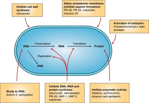 Figure 6 Mode of action for intracellular antimicrobial peptide activity. In this figure Escherichia coli was shown as the target microorganism from Brogden.Note: Reprinted by permission from Springer Nature, Nat Rev Microbiol, Brogden KA, Antimicrobial peptides: pore formers or metabolic inhibitors in bacteria? 2005;3(3): 238–250, Copyright 2005.Citation235