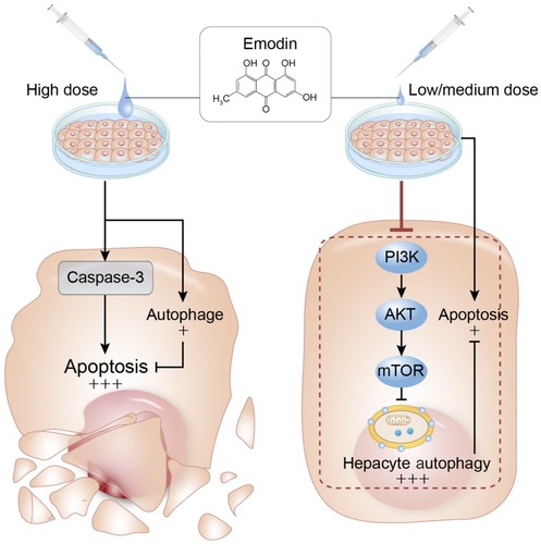 Figure 6 Summary of the current study. At low/medium concentrations, emodin-induced autophagy hinders apoptosis and maintains L02 cell viability, while high concentrations of emodin induces a marginal autophagy which hardly cope apoptosis and leads cell death. Arrows and black words part represent activation of target molecules or stimulation of production, and blunt lines and grey words part indicate target inhibition.