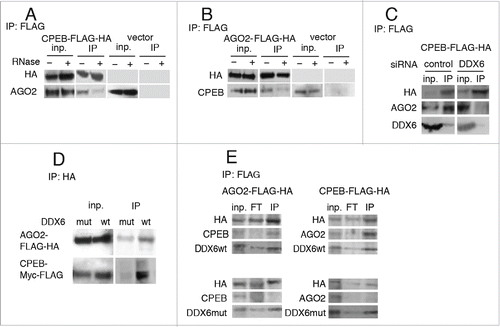 Figure 3. Interaction between CPEB1 and AGO2 is RNase and DDX6 dependent. (A) Co-immunoprecipitation of endogenous AGO2 with CPEB1-Myc-FLAG; cells were transfected with a tagged CPEB1 (CPEB1-Myc-FLAG) expression vector or an empty vehicle vector as a control (vector); cell extracts were immunoprecipitated using anti-FLAG antibodies, following RNase treatment when indicated, and monitored by Western blot; inp: input; IP: immunoprecipitates. (B) Cells were transfected with a tagged AGO2 (AGO2-FLAG-HA) expression vector or an empty vehicle vector as a control (vector); cell extracts were immunoprecipitated using anti-FLAG antibodies, following RNase treatment when indicated. (C) DDX6 is required for AGO2/CPEB1 interaction. Cells treated for 48h with an siRNA to DDX6 (or a control siRNA) were transfected and treated as in A. (D) Cells were transfected with CPEB1-Myc-FLAG and AGO2-FLAG-HA expression vectors, along with wild type (wt) or transdominant DDX6 helicase dead mutant (mut) expression vectors; extracts were immunoprecipitated with anti-HA antibodies and analyzed as in A. (E) Cells were transfected with wild-type DDX6 (wt) or transdominant DDX6 mutant (mut) together with CPEB1-Myc-FLAG or AGO2-FLAG-HA expression vectors; extracts were immunoprecipitated with anti-FLAG antibodies and analyzed as in A and B.