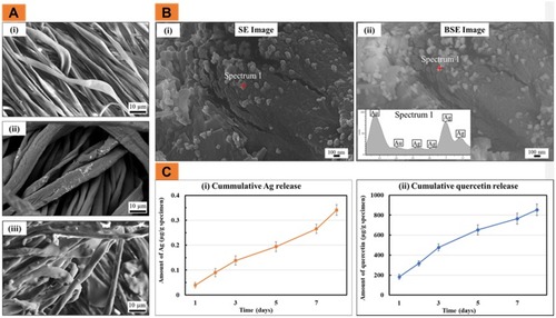 Figure 1 (A) The SEM images of (i) CG, (ii) CG-Ag and (iii) CG-Ag-Q; (B) The secondary electron (SE) image (i) coupled with the BSE image (ii) and the EDX spot analysis of the CG-Ag samples; (C) The release profile of (i) Ag and (ii) quercetin from the CG-Ag-Q (data = mean ± standard error of means; n = 6).