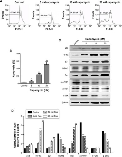 Figure 2 Inhibition of mTOR signaling leads to apoptosis and remarkable HIF1α upregulation in human RCC cells.