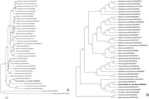 Figure 3. Maximum-likelihood (ML) phylogenetic tree of G. biloba var. parviflora and 37 other species with (A) evolutionary distances and (B) no evolutionary distances. The numbers above the branches indicate the bootstrap support value. The following sequences were used: Gossypium arboretum HQ325740 (Xu et al. Citation2013), Gossypium hirsutum NC007944 (Lee et al. Citation2006), Gossypium herbaceum JF317353, Gossypium aridum NC033396, Gossypium incanum JN019792, Thespesia populnea NC048518, Hibiscus mutabilis MK820657 (Abdullah et al. Citation2020), Abelmoschus manihot NC053353 (Li et al. Citation2020), Malvaviscus penduliflorus NC066439, Hibiscus coccineus OK336487 (Wang et al. Citation2022), Hibiscus sabdariffa MZ522720, Thespesia populnea NC048518, Urena procumbens NC054171 (Wang et al. Citation2021), Talipariti tiliaceum NC053627, Hibiscus sinosyriacus MZ367751, Hibiscus syriacus OM731671, Hibiscus rosa-sinensis NC042239 (Abdullah et al. Citation2020), Malvastrum coromandelianum MK860037 ((Abdullah et al. Citation2020), Sida acuta NC064374, Malva verticillata MT083899 (Wang et al. Citation2020), Alcea rosea NC053839 (Qian et al. Citation2020), Sida szechuensis NC051877, Abutilon theophrasti NC053702 (Lv et al. Citation2021), Tilia amurensis MH169579 (Yang et al.Citation2018), Tilia mongolica NC057237, Tilia endochrysea OK624380, Craigia yunnanensis MN579507, Diplodiscus trichospermus NC065808, Heritiera parvifolia NC038057 (Xin et al. Citation2018), Firmiana simplex NC041438, Theobroma grandiflorum NC054233 (Niu et al. Citation2019), Grewia biloba NC058214 (Xu et al. Citation2021), Colona floribunda NC054164 (Wang et al. Citation2021), Corchorus capsularis NC044467, Corchorus olitorius NC044468, Daphne genkwa MT754180, and Hovenia acerba NC052853 (Zhang et al. Citation2020).