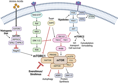 Figure 1 The mTOR signaling pathway and TSC disease-specific therapies. Figure depicting the mTOR signaling pathway and disease-specific treatments. Everolimus and sirolimus, mTOR inhibitors, inhibit RAPTOR, a protein in the mTORC1 complex. Evidence suggests that the ketogenic diet acts through the GATOR pathway to increase inhibition on RagAC and subsequent decreased activation of mTORC1. The exact mechanism of action of Epidiolex is unknown; however, evidence suggests it may modulate the PI3K–PDK1–Akt–mTOR pathway. Figure created with Biorender.com.