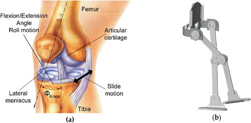 Figure 1. The knee joint (a) View of anatomy with complex motion in the sagittal plane (Moser Citation2013); (b) An example of 1DOF hinge knee from ALICE exoskeleton (Cardona et al. Citation2020).