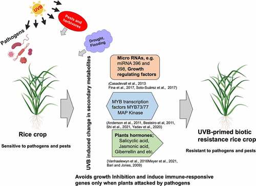 Figure 1. The current strategies for generating UVB and biotic resistance crops.