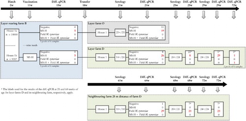 Figure 3. Sampling scheme, housing and results of the M. synoviae RPA test and the differentiating M. synoviae qPCR of a non-M. synoviae-vaccinated layer flock (farm O), a vaccinated layer flock (farm D) and the rearing flock of origin (farm B). At farm B, rearing layers were kept in one house with two sections (1a and 1b) separated only by a wire mesh. The birds in section 1b had been vaccinated with MS-H at 11 weeks of age. At approximately 18 weeks of age, birds from rearing house 1a were transferred to farm O, while those from house 1b were transferred to a layer farm D. The latter farm was located at 25 meters distance from another layer farm infected with field M. synoviae. Shortly before transfer, both the non-vaccinated as well as the vaccinates were positive for MS-H in the differentiating M. synoviae qPCR, suggesting that spread of MS-H had occurred at the rearing farm. All layers sampled on layer farm O (21 weeks of age) and D (21, 25 and 29 weeks of age) and the neighbouring farm (61, 68 and 72 weeks of age) had seroconverted, after which trachea swabs were collected for analysis with the differentiating M. synoviae qPCR. The latter showed the presence of MS-H in a substantial number of trachea mucus samples from farm O and D. At week 72 of age, field M. synoviae was also detected in farm D indicating that birds had been infected with M. synoviae field strain. In trachea mucus samples collected from birds at the neighbouring farm only field M. synoviae was detected using the differentiating M. synoviae qPCR. The number of birds per house at the rearing farm, the number of blood samples for serology and the number of trachea swabs for qPCR analysis are indicated.