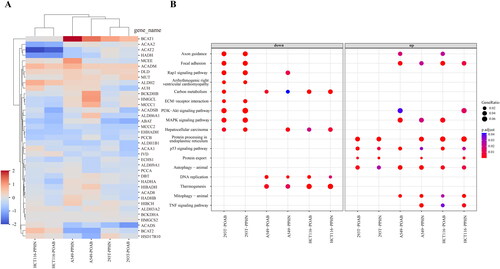 Figure 5. Comprehensive analysis of the results obtained from the bulk RNA-seq assay. (A) Heatmap illustrating the expression levels of some differentially expressed genes (DEGs) involved in BCAA metabolism. These genes were identified as being impacted by PPHN and POAB treatment across three distinct cell types at the transcriptome level. (B) Bubble plot highlighting the pathways that were specifically affected by PPHN and POAB and selected from the top 40 signalling pathways enriched with DEGs in Supplementary Figure 1. The analysis was performed using an adjusted p value cut-off of 0.05. The DEGs were derived from 293T, A549, and HCT116 cell lines treated with PPHN and POAB. The plot was divided into two columns representing downregulation and upregulation. The colour bar indicates the adjusted p value of the pathway, calculated using clusterProfiler. These results offer valuable insights into the molecular changes induced by PPHN and POAB, shedding light on their impact on cellular processes and potential therapeutic implications.