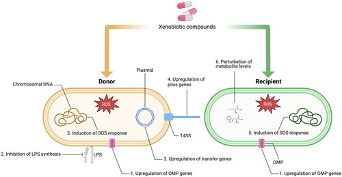 Figure 1. Reported mechanisms by which non-antibiotic compounds promote the conjugative transfer of plasmids in Gram-negative bacteria. Increased membrane permeability can be mediated by 1) upregulation of genes encoding outer membrane proteins, or 2) inhibition of LPS synthesis. 3) Upregulation of transfer genes on conjugative plasmids, including plasmid transfer and replication, type 4 secretion system, and 4) pilin-formation genes, can promote mating pair formation and stabilization to increase plasmid transfer. 5) Overproduction of reactive oxygen species (ROS) leads to oxidative stress and the upregulation of the SOS response genes. This may enhance plasmid transmission by facilitating increased plasmid entry. 6) Perturbed levels of metabolites, such as amino acids, have also been linked to enhanced plasmid transmission by affecting the expression of transfer genes. LPS, lipopolysaccharides; OMP, outer membrane protein; T4SS, type 4 secretion system. Created with BioRender.com.