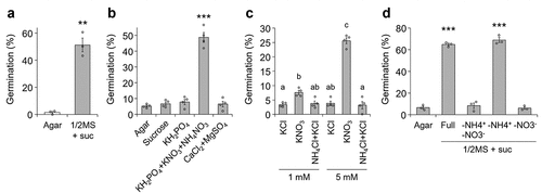 Figure 1. Germination of P. japonicum under various nutritional conditions. a-d, percentage of germinated seedlings. seedlings were sown on: (a) agar without nutrients or 1/2 MS + suc; (b) agar containing varying MS macronutrients or sucrose; (c) agar containing reduced nitrogen sources; and (d) 1/2 MS + suc agar with limited nitrogen source(s). germination percentages were calculated 3 (a-c) or 5 (d) d after incubation at 25°C in the dark. representative data are shown (3 or 4 independent batches, 27–106 seeds per batch). data represent means ± SEM. a,b,d, **P < 0.01, ***P < 0.001 (Welch’s t-test), in comparison with the germination percentage on agar without nutrients. c, different letters indicate a statistical significance at P < 0.05 (two‐way ANOVA, Tukey’s multiple comparison test).