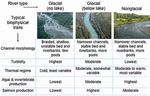 Box 1. Rivers flowing into the Gulf of Alaska are strongly influenced by glaciers. Roughly 7% of freshwater discharge into the Gulf of Alaska is meltwater from rapidly thinning glaciers (CitationHill et al. 2015). In general, glacial rivers support low productivity of algae, invertebrates, and fish due to their low bed stability, high sediment loads, and cold temperatures (CitationMilner et al. 2001). However, proglacial lakes moderate these harsh physical conditions by stabilizing flow regimes, trapping sediment, and buffering temperatures (CitationDorava and Milner 2000; CitationKyle and Brabets 2001; see below).Many rivers below proglacial lakes support highly productive salmon populations, including those in the Kenai, Kasilof, and Klutina rivers in southcentral Alaska. CitationDorava and Milner (2000) proposed that lake-mediated glacial rivers produce more salmon per unit channel length than glacial or nonglacial rivers lacking lake influence, citing examples in the Cook Inlet basin. Lake-regulated rivers also exhibit diversity in salmon run timing, prolonging the availability of salmon to fisheries and ecosystems. Many lake-regulated rivers support two genetically distinct populations of Chinook and Sockeye salmon: early runs spawning in tributaries and late runs spawning in the main stem below the lake (e.g., Burger et al. 1986, Citation1997; CitationSavereide 2005).The distribution of proglacial lakes is changing as glaciers recede. For example, a large new proglacial lake formed at the toe of the Melbern Glacier in the Alsek River drainage, YT, Canada, ca. 2005. Melbern Lake and its outlet river are now developing characteristics suitable for colonization by Chinook and Sockeye salmon, which could ultimately be harvested in U.S. fisheries (A. von Finster, Fisheries and Oceans Canada, retired, pers. comm.). Conversely, in 2016, Kluane Lake, a major proglacial lake in the Yukon River basin, lost its main glacial tributary when the Kaskawulsh Glacier receded to the point that its drainage flowed south towards the Pacific Ocean instead of north into the lake (CitationShugar et al. 2017). The loss of glacial inflow may transform the ecology of the lake and its salmon-bearing outlet river.Photo credits (L-R): Marli Miller, University of Oregon; John Schoen; National Weather Service.